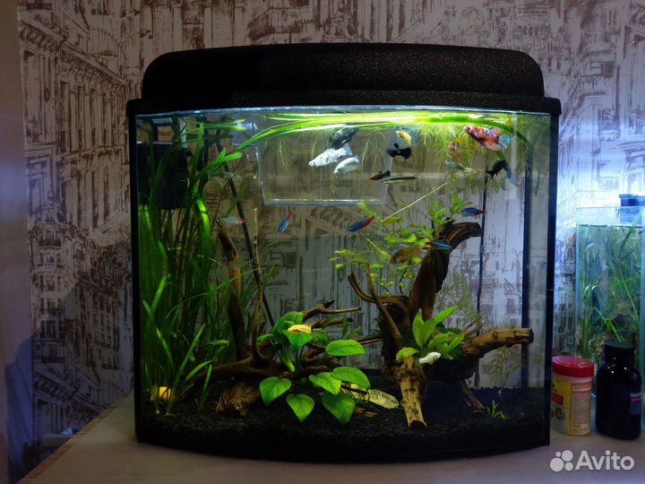 Аквариум
