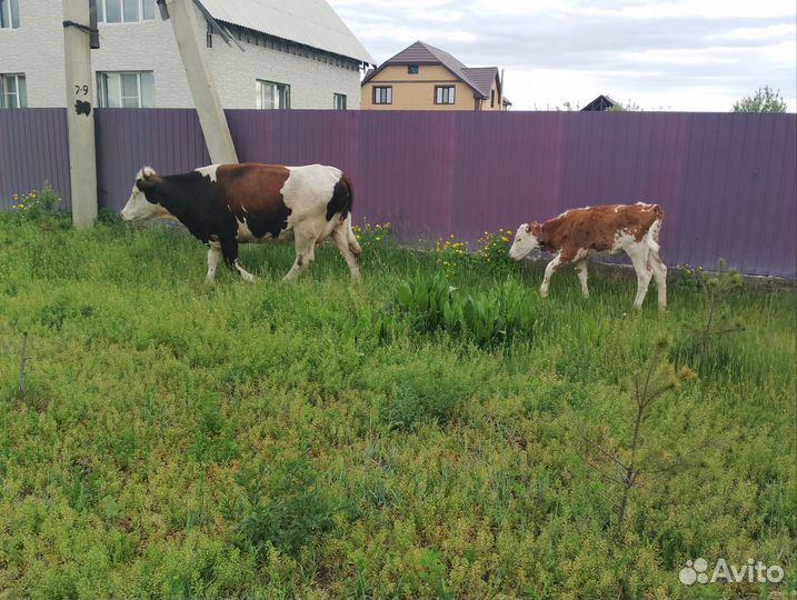 Корова дойная