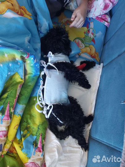 Передержка животных