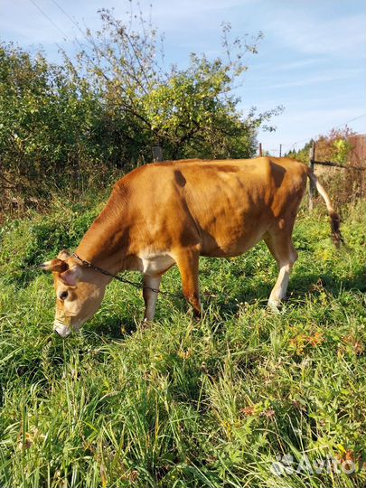 Телка джерсейской породы стельная