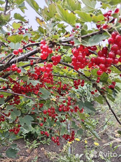 Красная смородина ягоды