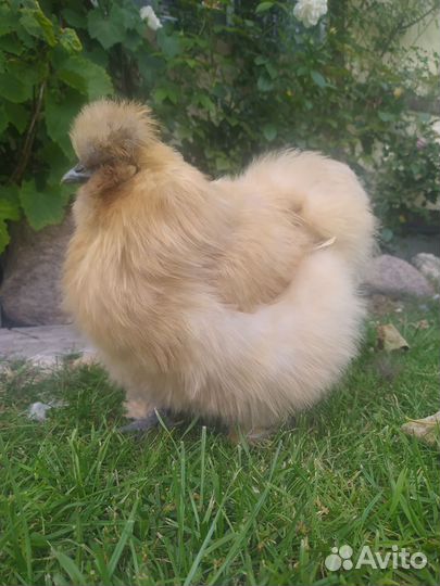 Ин. яйцо, цыплята Китайских шёлковых