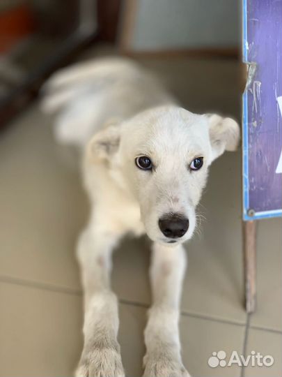 Щенок ищет дом