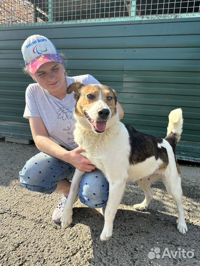 Ласковая собачка с больным глазиком из приюта