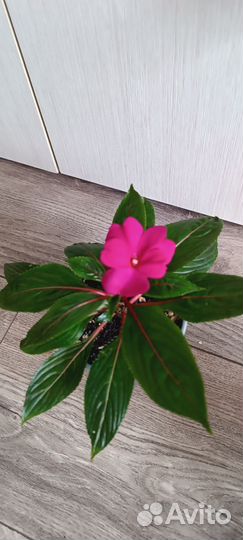 Бальзамины