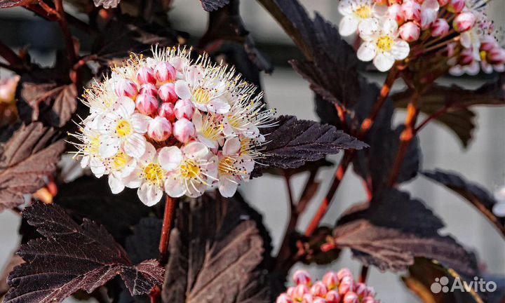 Пузыреплодник