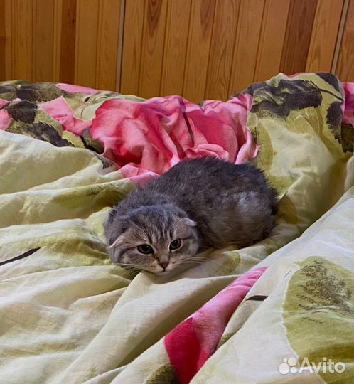 Вислоухая кошечка