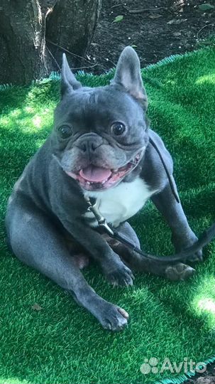 Французский бульдог вязка