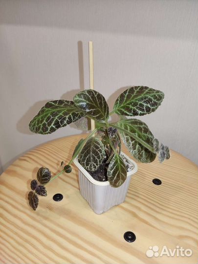 Растения комнатные