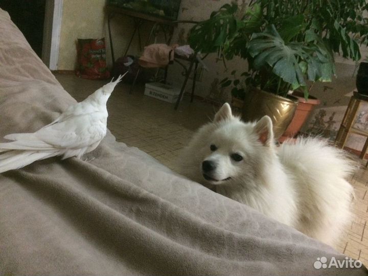 Японский шпиц вязка