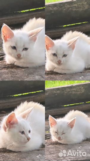 Котенок белый