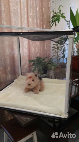 Выставочная палатка для кошек и мелких собак