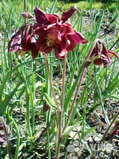 Продам аквилегию и другие растения для сада