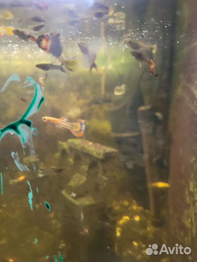 Мальки гуппи