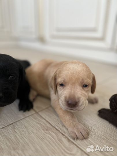Щенки лабрадора