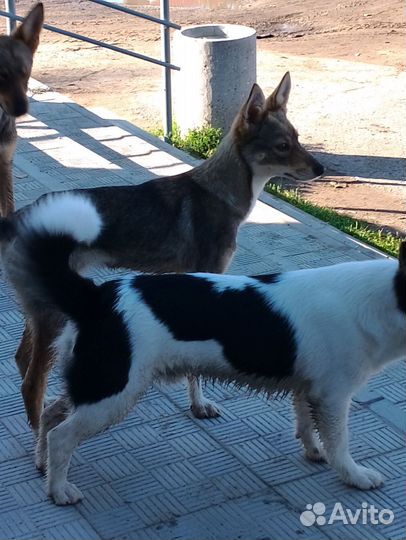 Щенок в хорошие руки