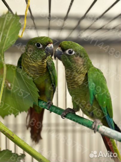 Пиррура буроухий птенцы