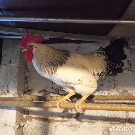 Продаются петухи