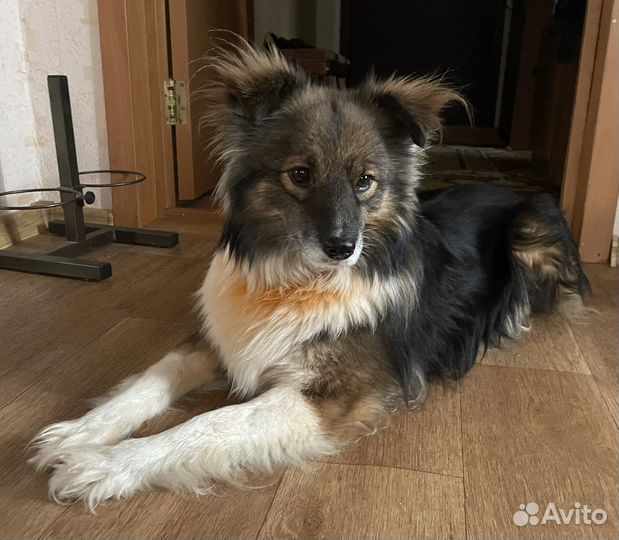 Собака, для счастья