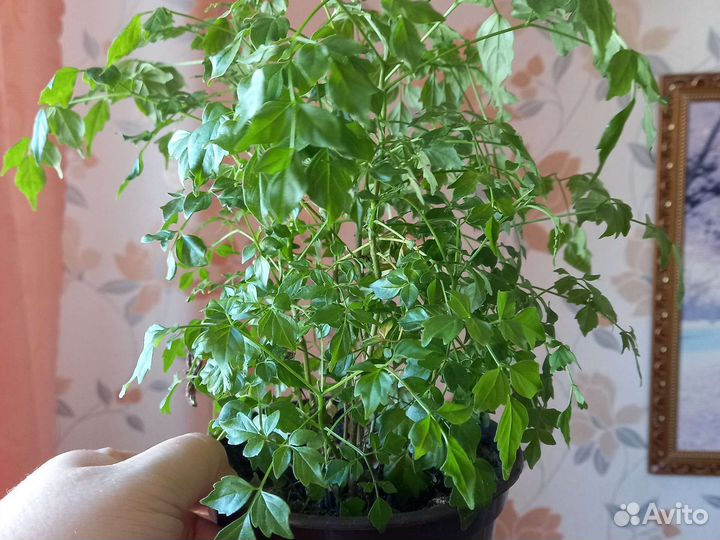 Цветы разные