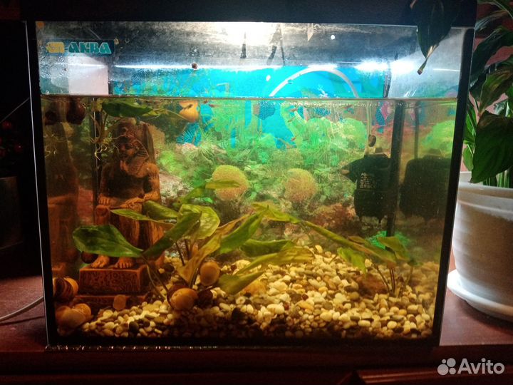 Аквариум