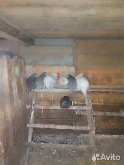 Молодые петухи