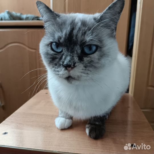 Кошечка Буся ищет любящих хозяев