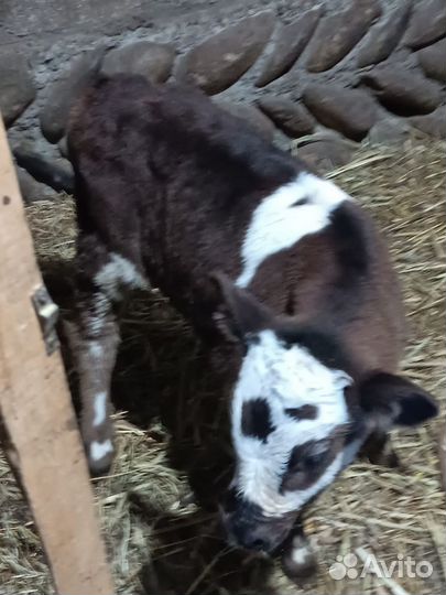 Телята бычки