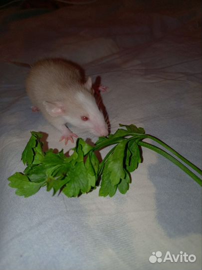 Декоративная крыса дамбо