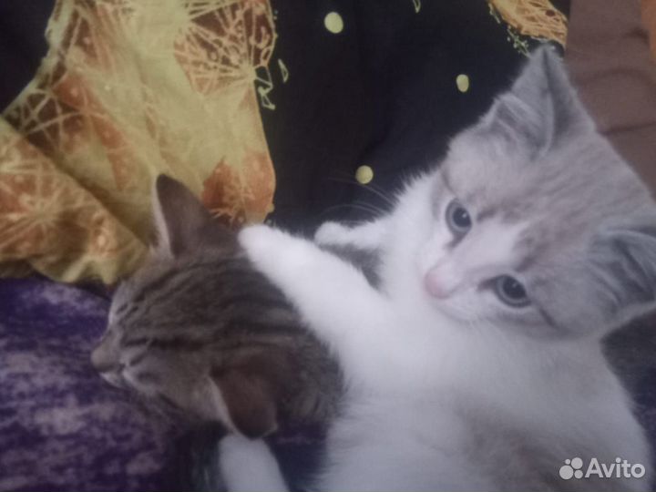 Котята отдам бесплатно