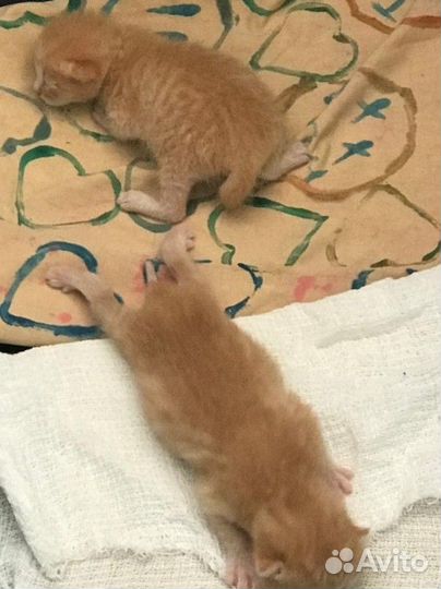 Коты рыжие