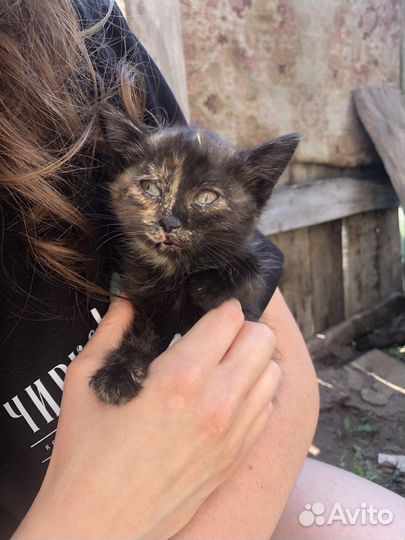 Кошка в дар