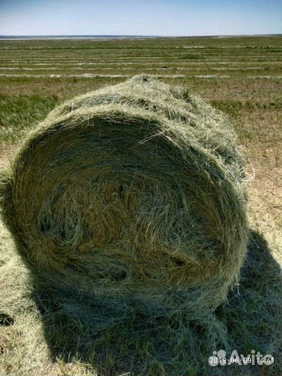 Продаю сено в тюках и рулонах