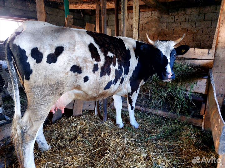 Коровы дойные молочные