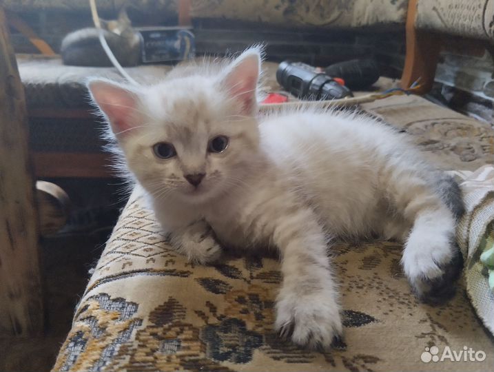 Сибирские котята