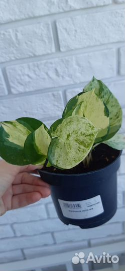 Кактус