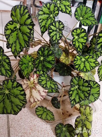 Бегонии, хлорофитумы и другие растения