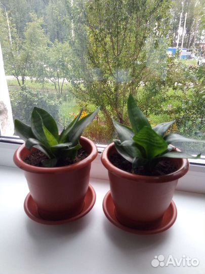 Сансевиерия низкая