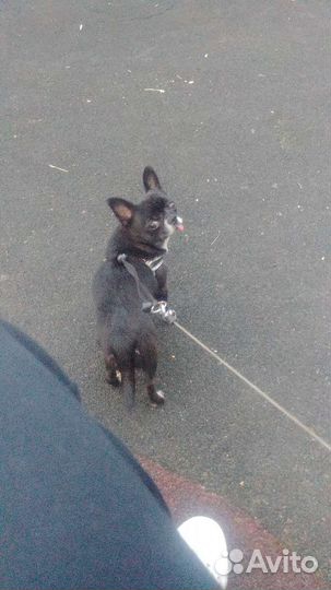 Передержка животных