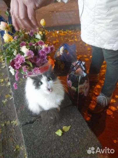 Кошка домашняя на улице выкинули нужен дом