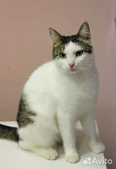 Aфoня. Кастрат