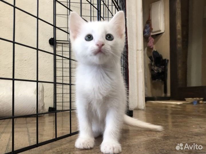 Котёнок отдам бесплатно