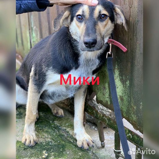 Собаки в добрые руки