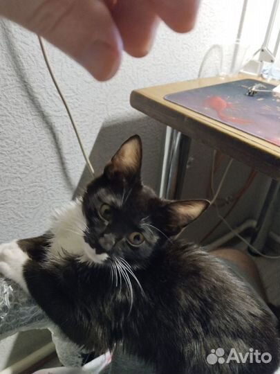 Котята