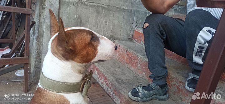 Стандартный бультерьер вязка