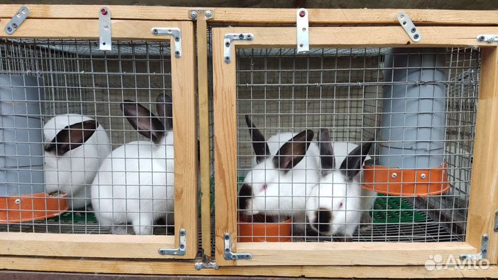 Кролики Калифорния