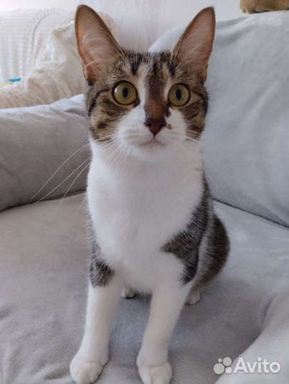 Джесси ищет дом, настоящий дом