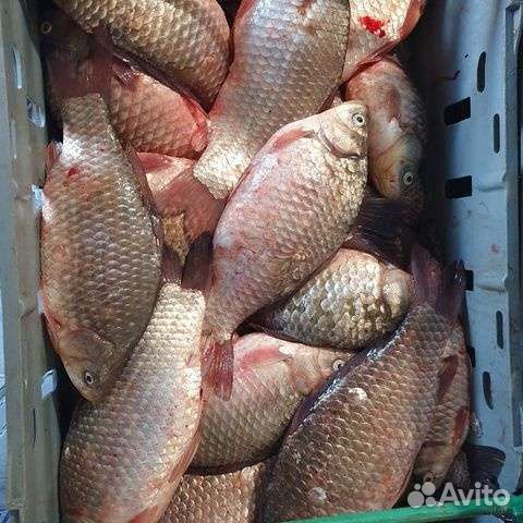 Цимлянская рыба оптом