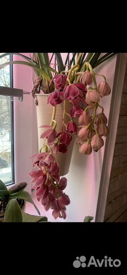 Орхидея цимбидиум