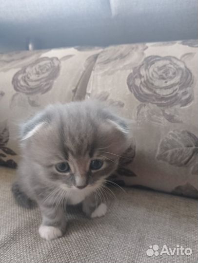 Шотландские котята